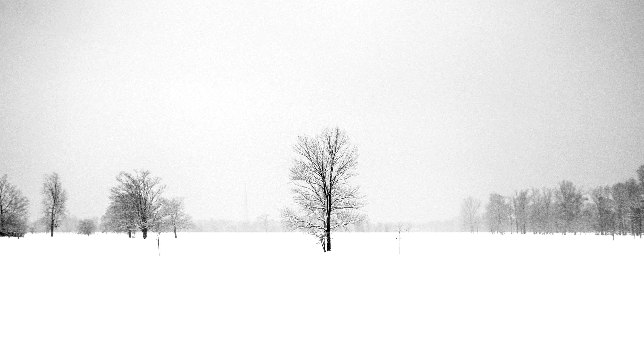 Snowy Trees